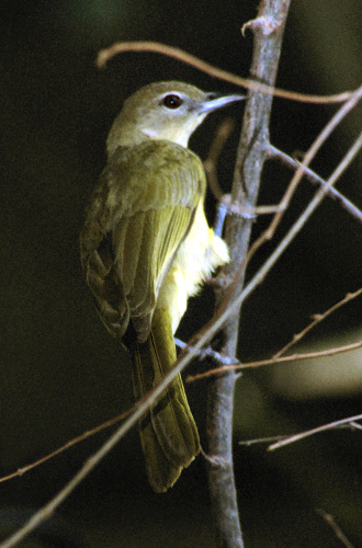 YellowBelliedBulBul2.jpg