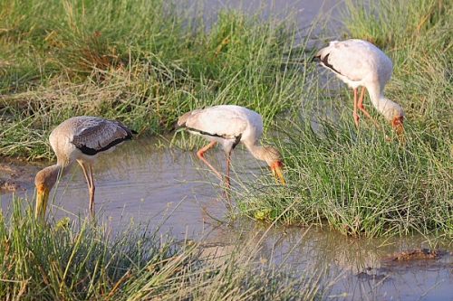 YellowBilledStorks_5418.jpg