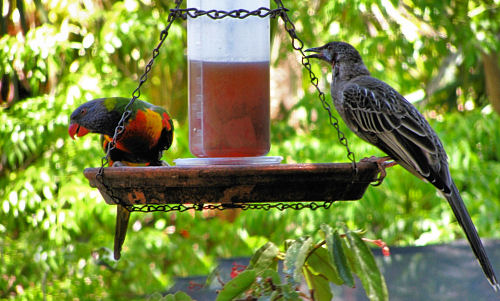 _BackyardBirds_0504.jpg