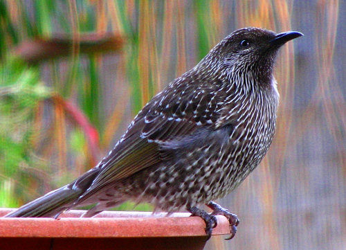 _BrushWattlebird_0691.jpg