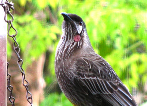 _RedWattleBird_0700.jpg
