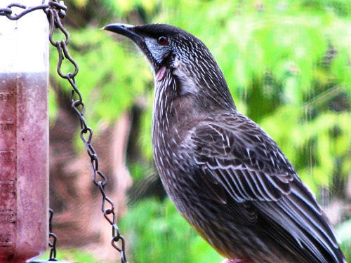 _RedWattleBird_0701.jpg