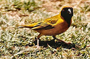 bird0096.jpg