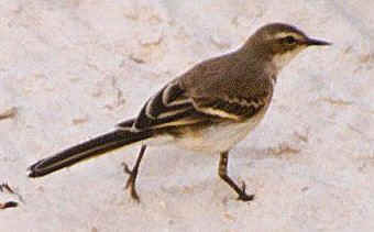 bird0148.jpg