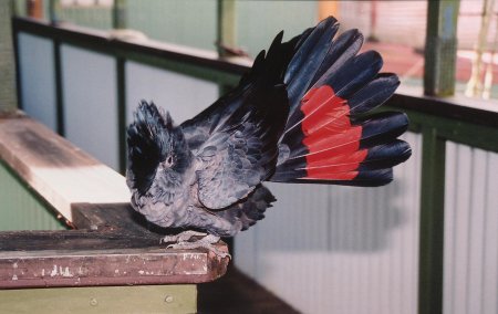 blackcockatoo0047.jpg