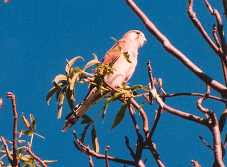 brahminykite0231.jpg