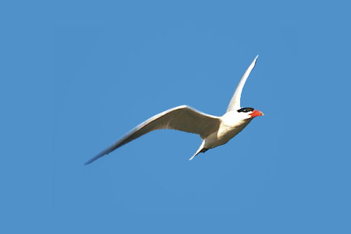 caspian_tern.jpg
