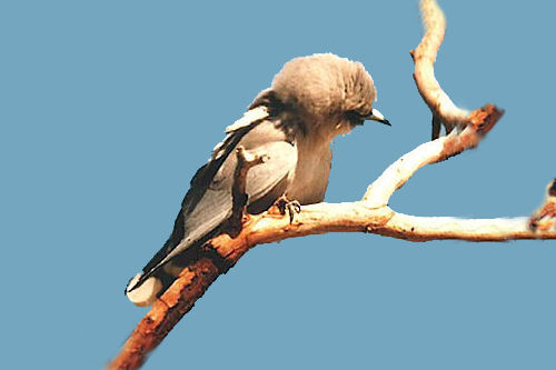 dusky_woodswallow.jpg
