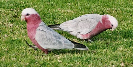 galah03a.JPG
