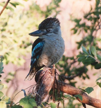 kookaburra0345.jpg