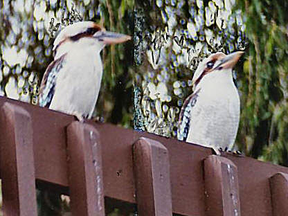 kookaburras01.jpg