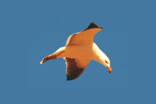 pacific_gull.jpg