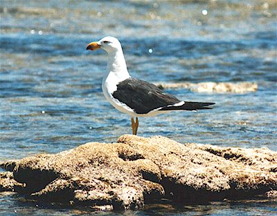 pacific_gull_2.jpg