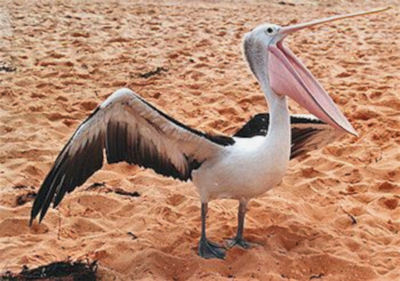pelican_wa.jpg