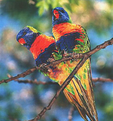 rainbow_lorikeets.jpg