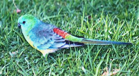 red_rumped_parrot.jpg