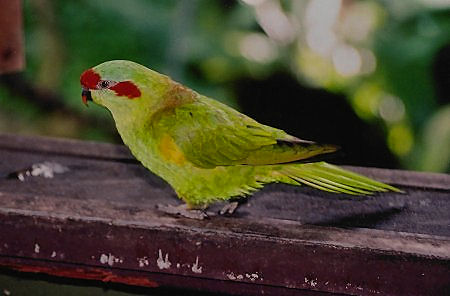 redcappedlorikeet0050.jpg