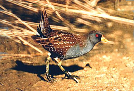 spotted_crake.jpg