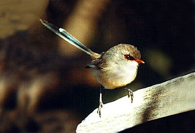 variegated_blue_wren_f.jpg