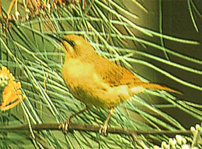 yellow_honeyeater.jpg