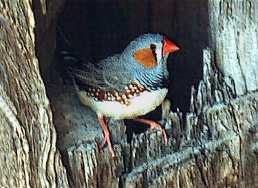 zebra_finch.jpg