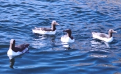 +LatrabjarbBirdCliffsCommonGuillemot2