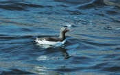 +LatrabjargCliffsGuillemot