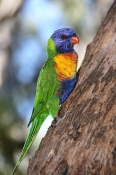 6817_RainbowLorikeet