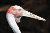 6826_Brolga