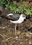 6852_JuvenileBlackwingedStilt