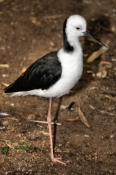 6860_BlackwingedStilt