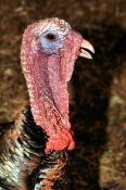 6863_Turkey