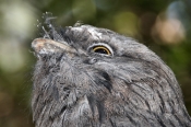 6901_TawnyFrogmouth