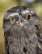 6907_TawnyFrogmouth