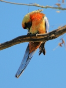 AdelaideRosella_0052