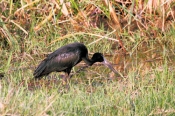 AfricanOpenbill_6674
