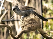 ApostleBird_0078