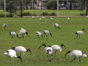 AustralianIbisSchhoolGround_P6072141