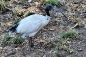 AustralianWhiteIbis_P3031521