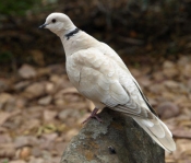 BarbaryDove_PB209746