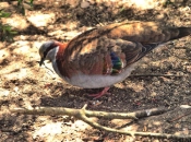 BrushBronzewingPigeon_1771