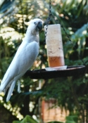 Cockatoo06