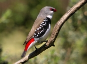 DiamondFiretail_1776