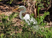 Egret_1709