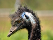 Emu_1603