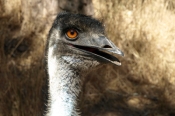 Emu_P3031542