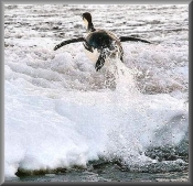 FlyingEmperor10004_400