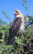 GalSantaFeIsland10GalapagosEagle