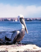 GalSantaFeIsland1Pelican