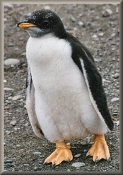 Gentoo_040155